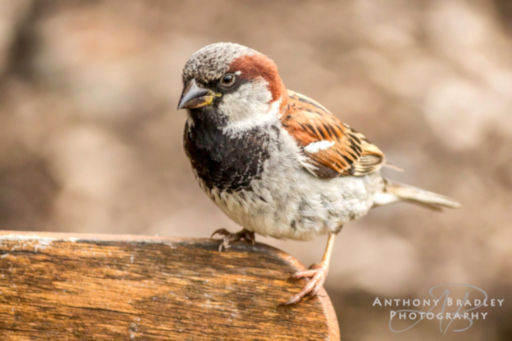 Sparrow by Anthony Bradley Photography